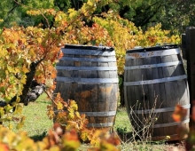 ΚΟΤ: Ιδιαίτερη έμφαση στον οινικό τουρισμό
