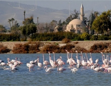 ΔΕΛΤΙΟ ΤΥΠΟΥ: Έναρξη ψηφοφορίας του διαγωνισμού φωτογραφίας για τα Φλαμίνγκο της Λάρνακας